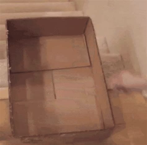 Cat Box GIF - Cat Box Trap - Discover & Share GIFs