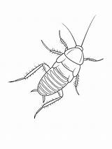 Cockroach Coloring Pages sketch template