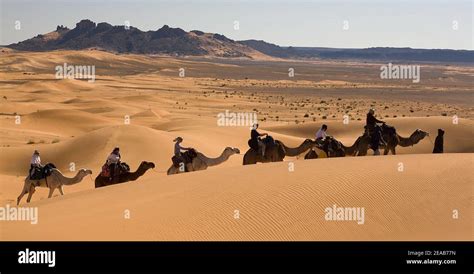 Camel Trekking in Morocco Stock Photo - Alamy