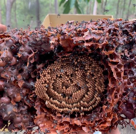 Propolis Stingless Australian Native Bees Wax - ABeeC Hives