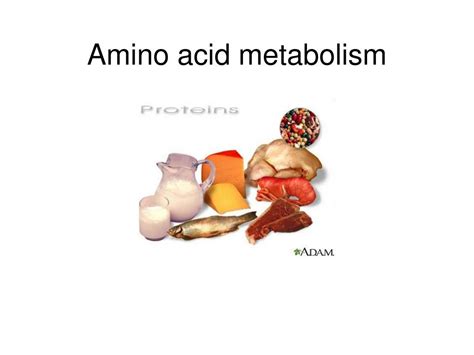 PPT - Amino acid metabolism PowerPoint Presentation, free download - ID ...