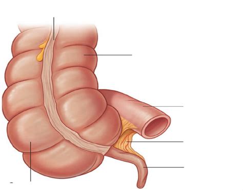 mesoappendix and appendicular vessels Quiz