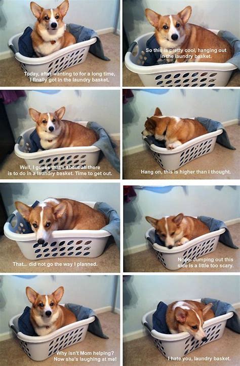 Dog Hot Spot 101: What Are They And How Should I Care For Them? | Corgi funny, Cute corgi, Cute ...