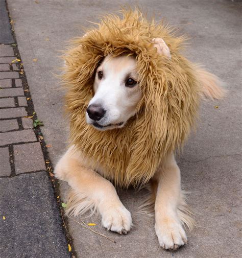 Lion Dog Costume | Dog lion costume, Pet halloween costumes, Diy dog ...