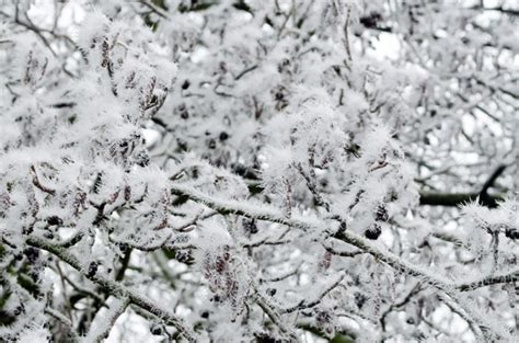Branch And Frost Free Stock Photo - Public Domain Pictures