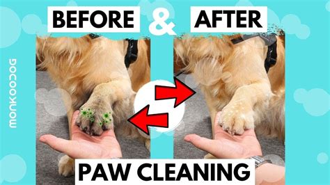 How To Keep Dogs Paws Clean