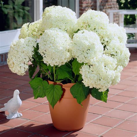 Annabelle Hydrangeas for Sale | BrighterBlooms.com