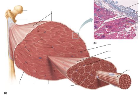 Chapter 10 - Skeletal Muscle Tissue Diagram | Quizlet