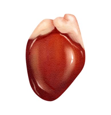 Coeur Anatomie PNG pour téléchargement gratuit