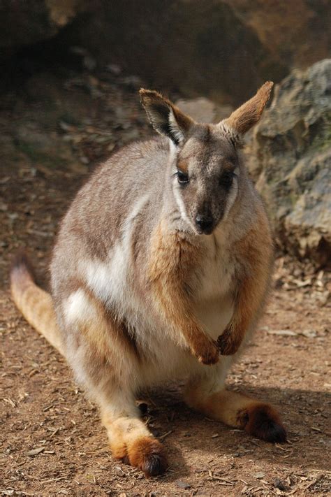 Australian Wallabies Animals