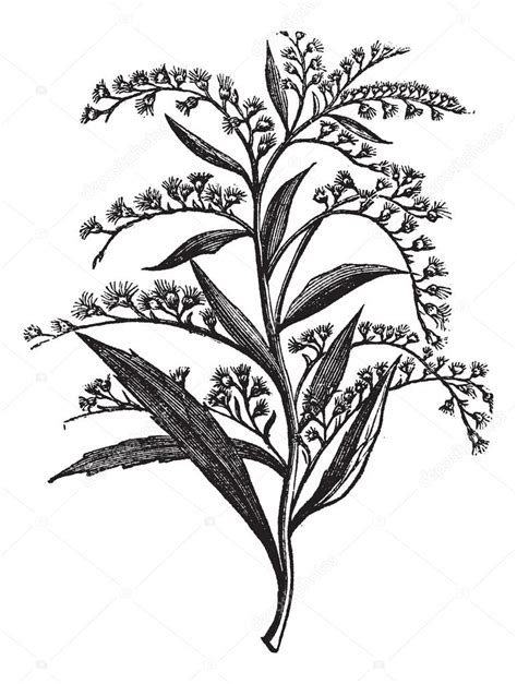 Goldenrod Drawing at GetDrawings | Free download