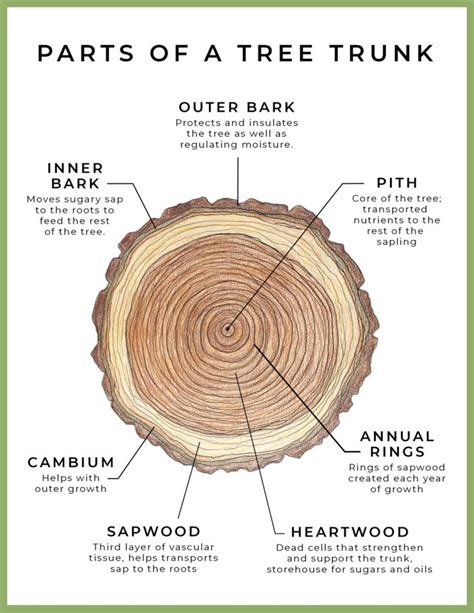 FREE Printable Tree Trunk Diagram Activity in 2021 | Homeschool nature study, Study printables ...