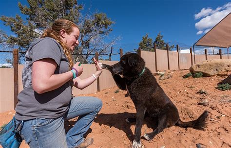 Teaching an Old Dog New Tricks | Best Friends Animal Society