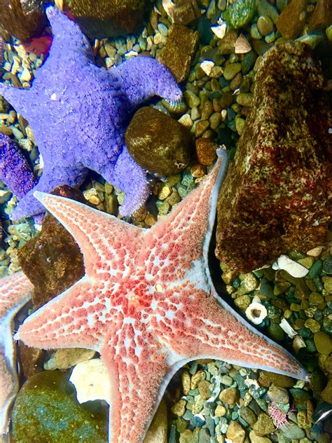 Solve Salish Sea Starfish jigsaw puzzle online with 88 pieces