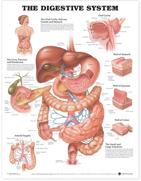 The Digestive System Anatomical Chart - Soft Laminate - Australian ...