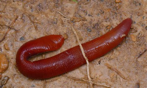 Kinabalu Giant Red Leech Pictures - AZ Animals