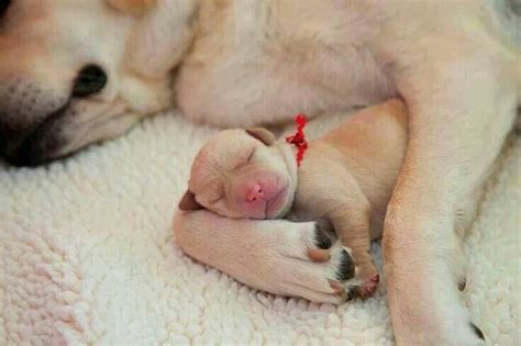 Baby sleeping | Cute animals | Pinterest