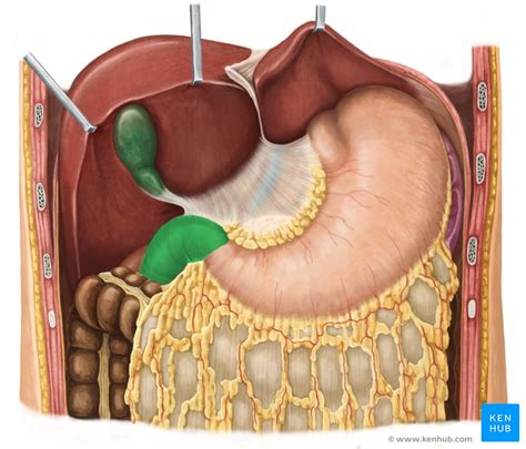 Right upper quadrant: Anatomy and causes for pain | Kenhub