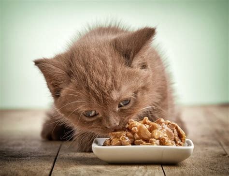 Kidney Disease Diet for Cats: The Right Things to Look For | Conscious Cat