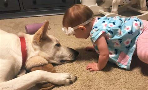 Dog Gives Wet Kisses To Nine-Month-Old Baby