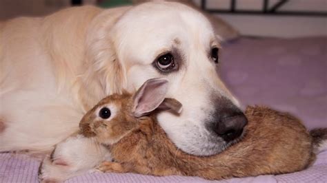 Ein Golden Retriever mit einem Herz aus Gold wacht über Kaninchenbabys ...