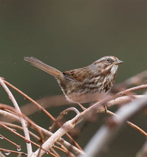 Song Sparrow | Audubon Field Guide