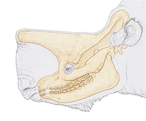 embolotherium skull - Google Search | Prehistoric creatures