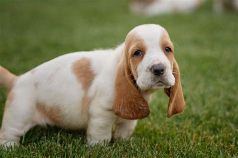 Best dog food for basset hounds - Basset Hound World