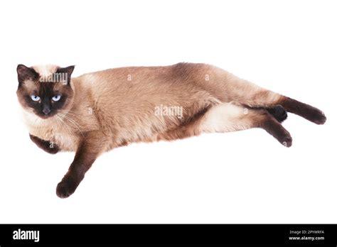 relaxed siamese cat lying on side Stock Photo - Alamy