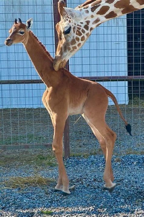 Rare spotless giraffe with no coat pattern born at US zoo | Kidderminster Shuttle