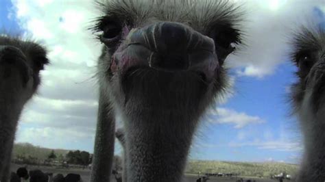 Ostrich Eats Camera - YouTube