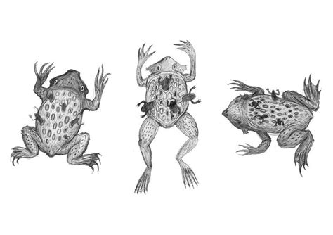 The Alien Frog by V-L-A-D-I-M-I-R.deviantart.com on @DeviantArt | Frog, Sketches, Art