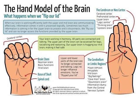 Mitchell School Counseling: The Hand Model of the Brain