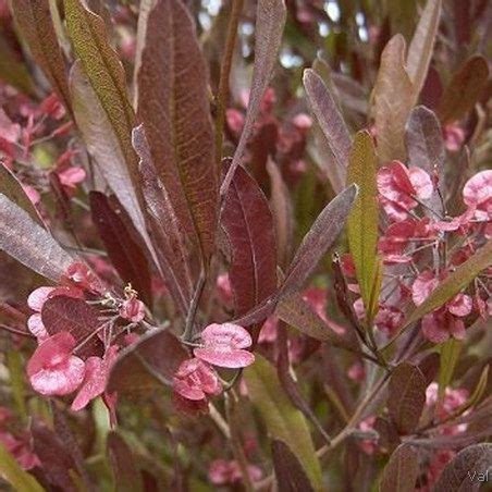 Dodonaea viscosa purpurea - Purple Leaf Hop Bush seeds x25 - Ole Lantana's Seed Store