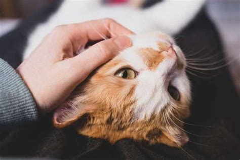 Why is My Cat so Clingy? A Guide to Overly Needy Cats 🧍🐈 | 100% ...