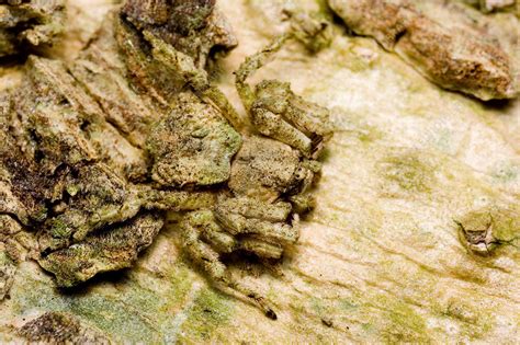 Crab Spider Camouflage - Stock Image - F031/4478 - Science Photo Library