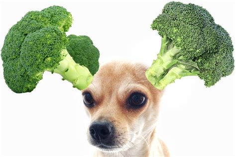 Broccoli Dog Throw Up at Della Giles blog