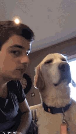 Dog Kisses GIF - Find & Share on GIPHY