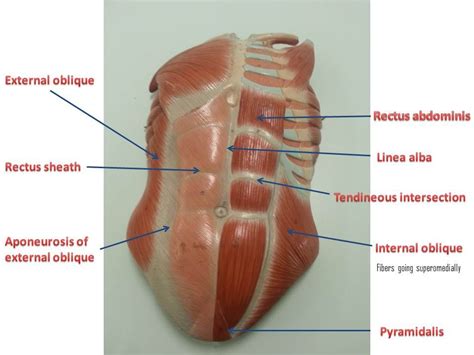 Abdominal muscles-Lumbosacral Plexus- Gluteal region | Muscle diagram, Abdominal muscles anatomy ...