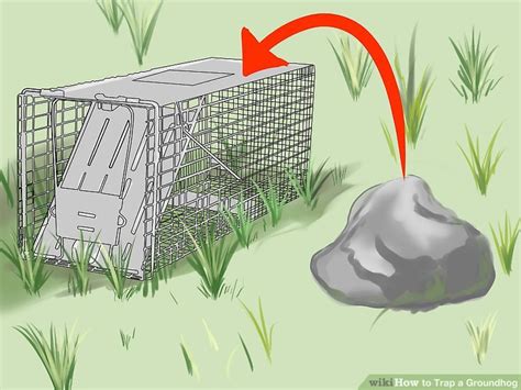 How to Trap a Groundhog: 12 Steps (with Pictures) - wikiHow