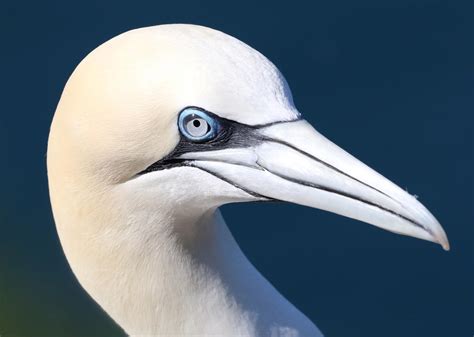 Northern Gannet by NurturingNaturesGift on DeviantArt