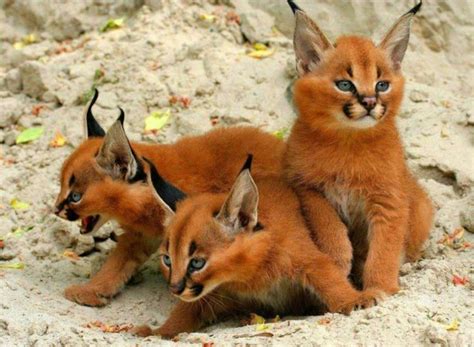 Wonderful photo of caracal cubs! These are found on the African continent and are usually ...