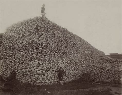 File:Bison skull pile edit.jpg - Wikipedia