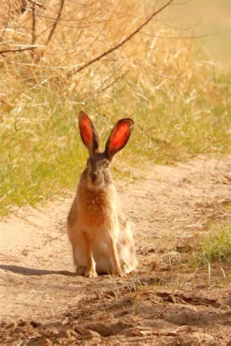 a rabbit sitting on the side of a dirt road
