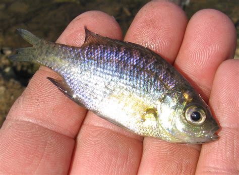 baby sunfish | We were trying to catch minnows, but all we c… | Flickr