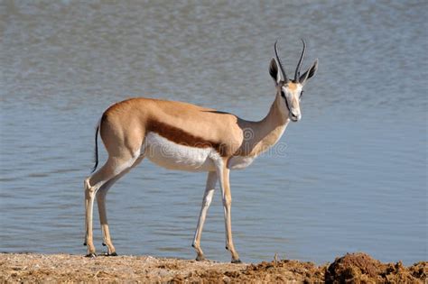 Springbok in the Etosha National Park 3 Stock Image - Image of fauna ...