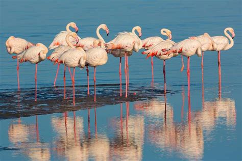 Why do flamingos stand on one leg? | New Scientist