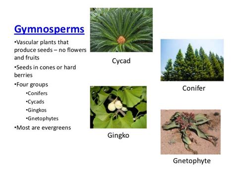 Gymnosperms & angiosperms