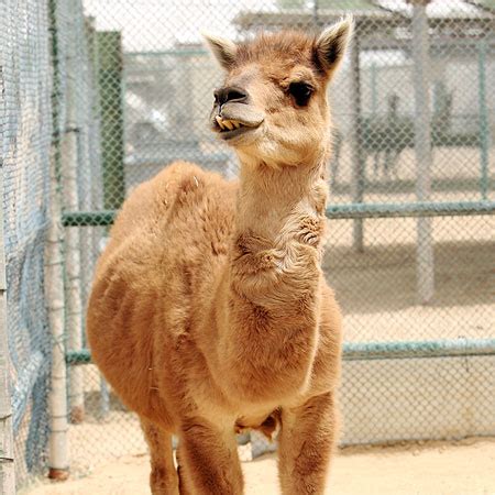 Gioia per il primo incrocio di cammelli e lama al mondo - Metro | Great Journey