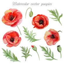 Poppy Flowers Watercolor Painting Free Stock Photo - Public Domain Pictures